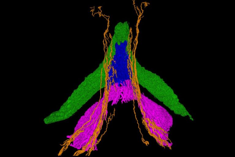 Breakthrough First Ever Mapping of All Clitoral Nerves by Scientists