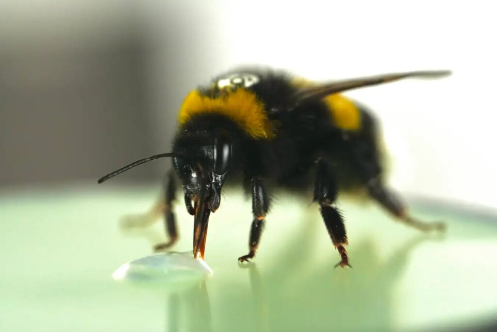 Bumblebees Astonish Scientists with Their Impressive Sense of Rhythm