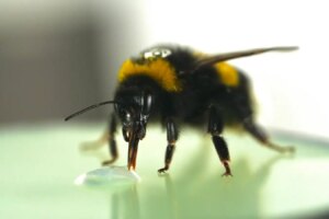 Bumblebees Astonish Scientists with Their Impressive Sense of Rhythm