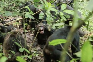 Chimpanzee Population Conflicts Reveal Evolutionary Origins of War