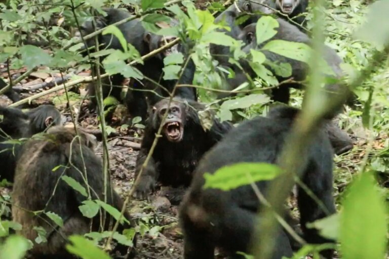 Chimpanzee Population Conflicts Reveal Evolutionary Origins of War Chimpanzee Population Conflicts Reveal Evolutionary Origins of War