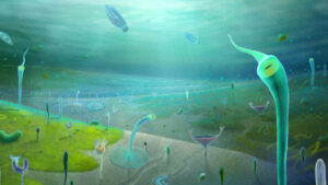 China’s Ediacaran Fossil Reshapes Understanding of Animal Evolution Timeline Chinas Ediacaran Fossil Reshapes Understanding of Animal Evolution Timeline