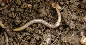 Destructive Jumping Bug Infests Colorado and Western States Urgent Warning