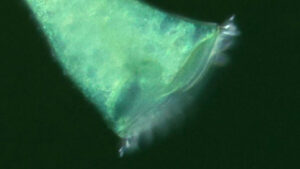 Discover the Geometry of a Trumpet Shaped Single Celled Microorganism