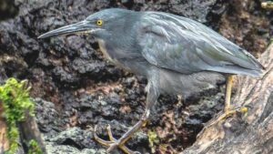 Discover the Unique Galapagos Lava Heron Insights from New Research