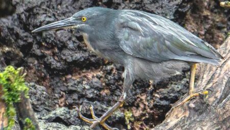 Discover the Unique Galapagos Lava Heron: Insights from New Research Discover the Unique Galapagos Lava Heron Insights from New Research