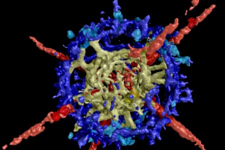 Discovering Hidden Fossils Uncovering Secrets of Pre Mass Extinction Oceans