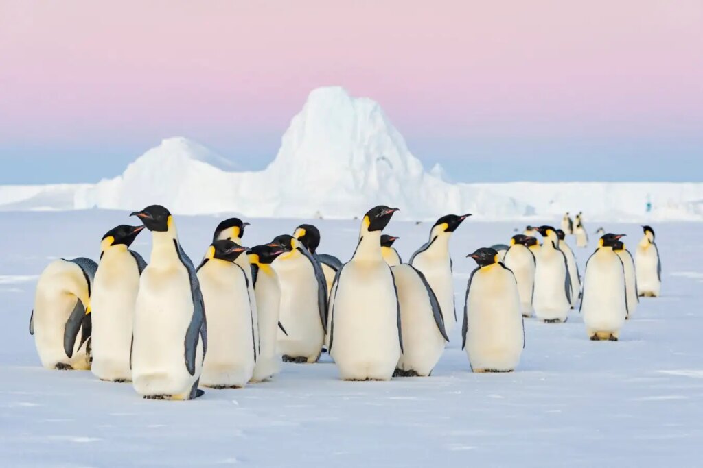 Emperor Penguins Face Rapid Decline Now Listed as Endangered Species