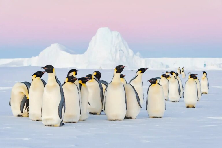 Emperor Penguins Face Rapid Decline: Now Listed as Endangered Species Emperor Penguins Face Rapid Decline Now Listed as Endangered Species
