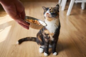 Enhance Your Cat’s Appetite: Effective Ways to Improve the Smell of Cat Food for Picky Eaters Enhance Your Cats Appetite Effective Ways to Improve the Smell