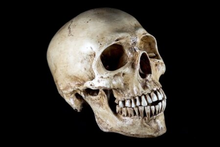 Evolution of Human Head Shape Significant Changes Over the Last