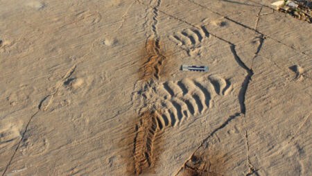 Exploring the Unexpected Crowds of Ancient Tidal Flats: A Hidden Gem Revealed Exploring the Unexpected Crowds of Ancient Tidal Flats A Hidden
