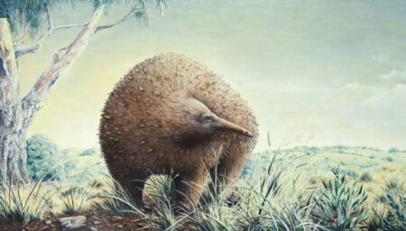 Giant Echidnas Once Roamed Victoria Australia Fossil Discoveries Unveiled