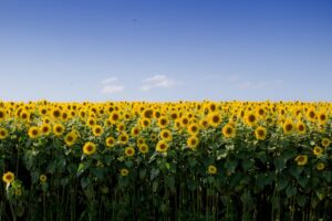 How Biofertilizers Transform Natural Microbes in Plants – Sciworthy Insights