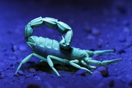 How Scorpions Strengthen Their Claws and Stingers with Metal Reinforcement