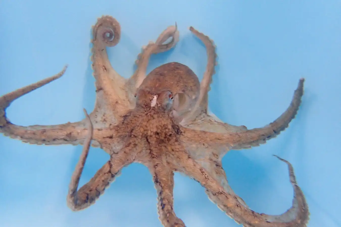 Male Octopuses Prefer Specific Arms for Mating Heres Why