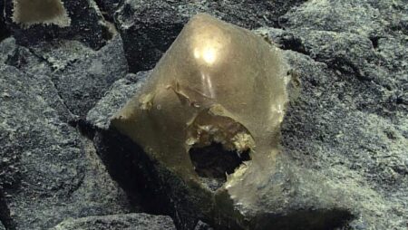 Marine Biologists Discover Secrets of Deep Sea Golden Orbs A Breakthrough