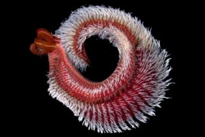 Meet the Incredible Insect That Can Survive Boiling Water