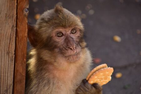 Monkeys Uncover Unique Natural Supplement to Combat Human Junk Food