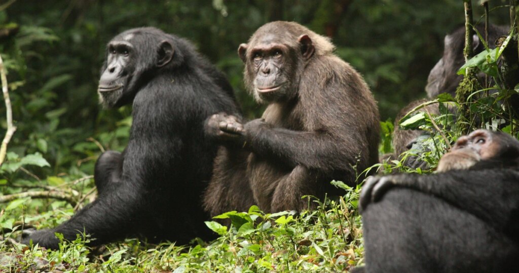 New Research Uncovers Internal Conflicts Among Violent Chimpanzee Groups