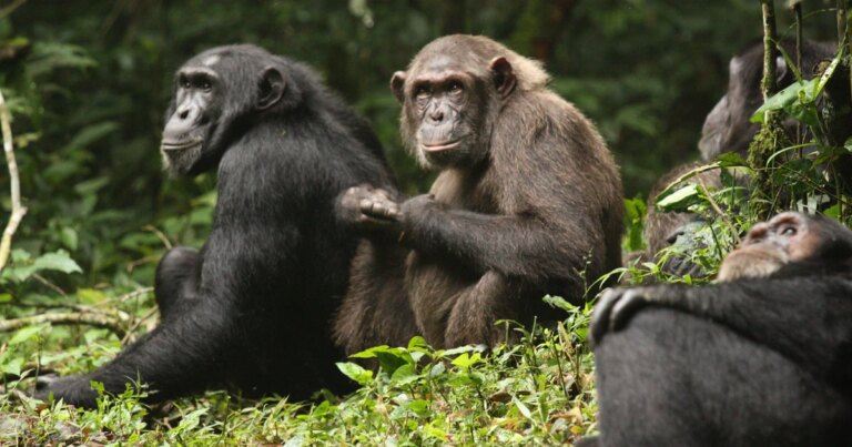 New Research Uncovers Internal Conflicts Among Violent Chimpanzee Groups