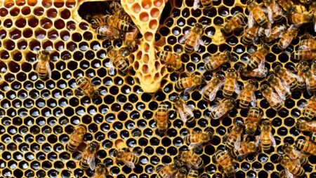 New Study Reveals Honey Bees Ability to Process Numerical Information