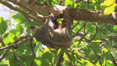 New Study Suggests Three Distinct Species of Three Toed Sloths