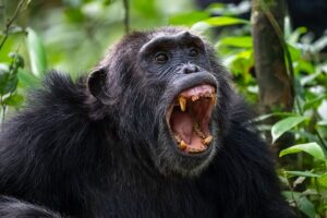 Occasional Chimpanzee Civil War Uncovering the 500 Year Cycle of Conflict