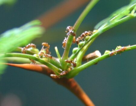 Rising Temperatures Challenge Ants in Protecting Host Plants – Sciworthy