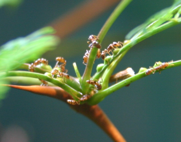 Rising Temperatures Challenge Ants in Protecting Host Plants – Sciworthy