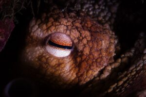 Scientists Uncover Terrifying Kraken The True Apex Predator of the