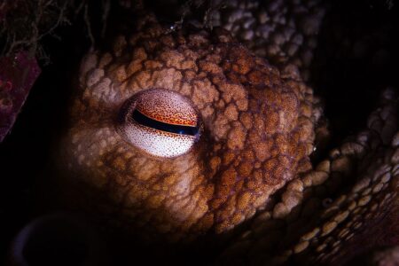 Scientists Uncover Terrifying Kraken The True Apex Predator of the