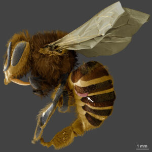 Study Reveals Californias Hybrid Honey Bees Develop Natural Defenses Against