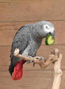 Study Reveals Parrots Use Flexible Naming Mimicking Human Communication Styles