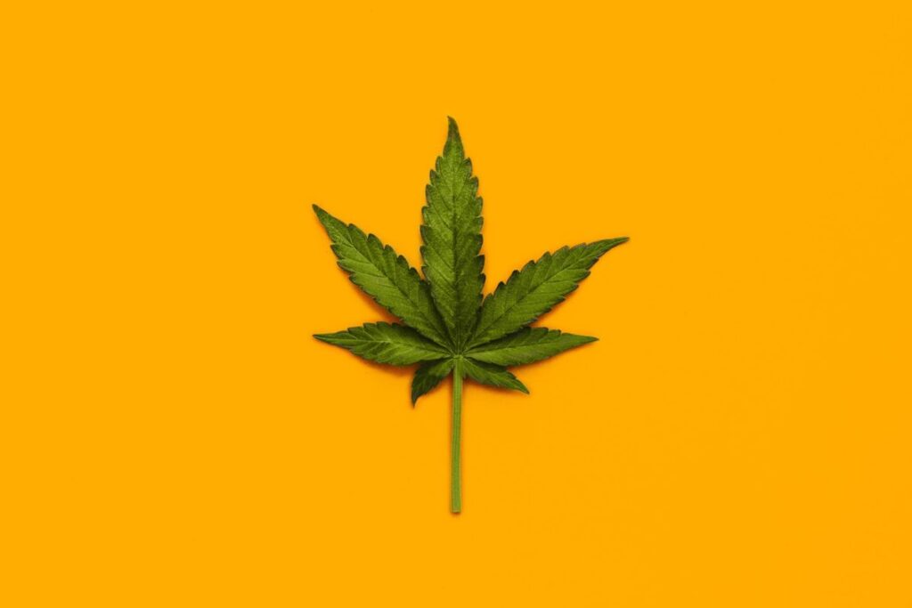 The Unsettling Reality of Medical Cannabis and Its Impact on