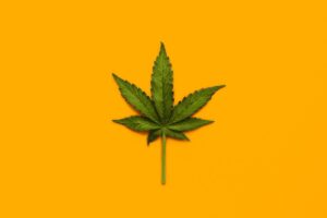 The Unsettling Reality of Medical Cannabis and Its Impact on