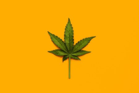 The Unsettling Reality of Medical Cannabis and Its Impact on Mental Health The Unsettling Reality of Medical Cannabis and Its Impact on