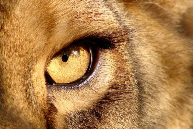Top 10 Most Dangerous Animals on Earth Deadliest Creatures You