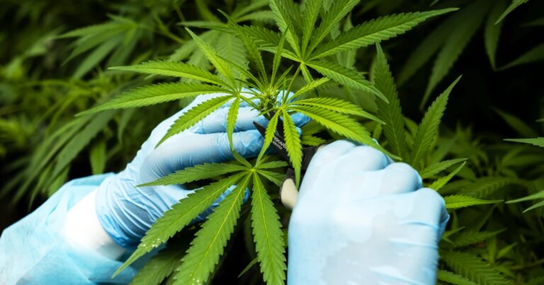 Trump Administration Takes Steps to Relax Medical Marijuana Regulations for Enhanced Access Trump Administration Takes Steps to Relax Medical Marijuana Regulations for