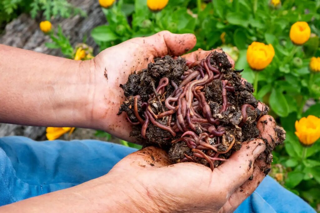 Ultimate Guide to Vermicomposting Compost Food Scraps Paper and More