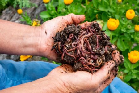 Ultimate Guide to Vermicomposting Compost Food Scraps Paper and More