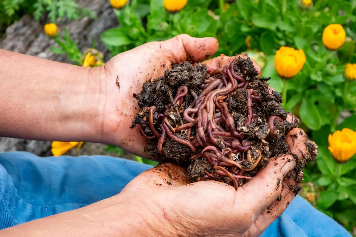 Ultimate Guide to Vermicomposting Compost Food Scraps Paper and More