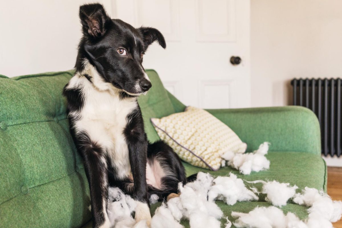 Understanding ADHD in Dogs: Common Misconceptions and Their Importance 1 Understanding ADHD in Dogs Common Misconceptions and Their Importance