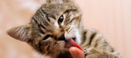 Understanding Why Cats Lick People The Fascinating Reasons Behind This