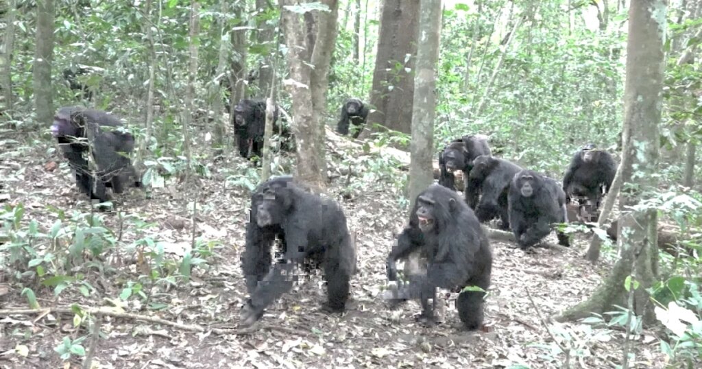 Video Reveals Rising Hostility Among Chimpanzees After Social Split