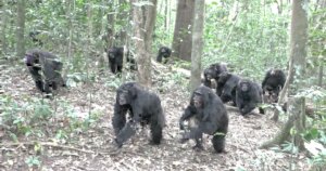 Video Reveals Rising Hostility Among Chimpanzees After Social Split