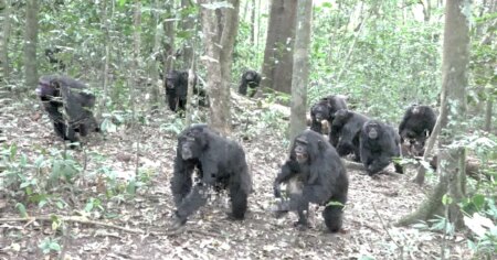 Video Reveals Rising Hostility Among Chimpanzees After Social Split