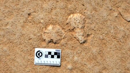 Why Geologists Are Fascinated by Pond Scum Uncovering Its Scientific