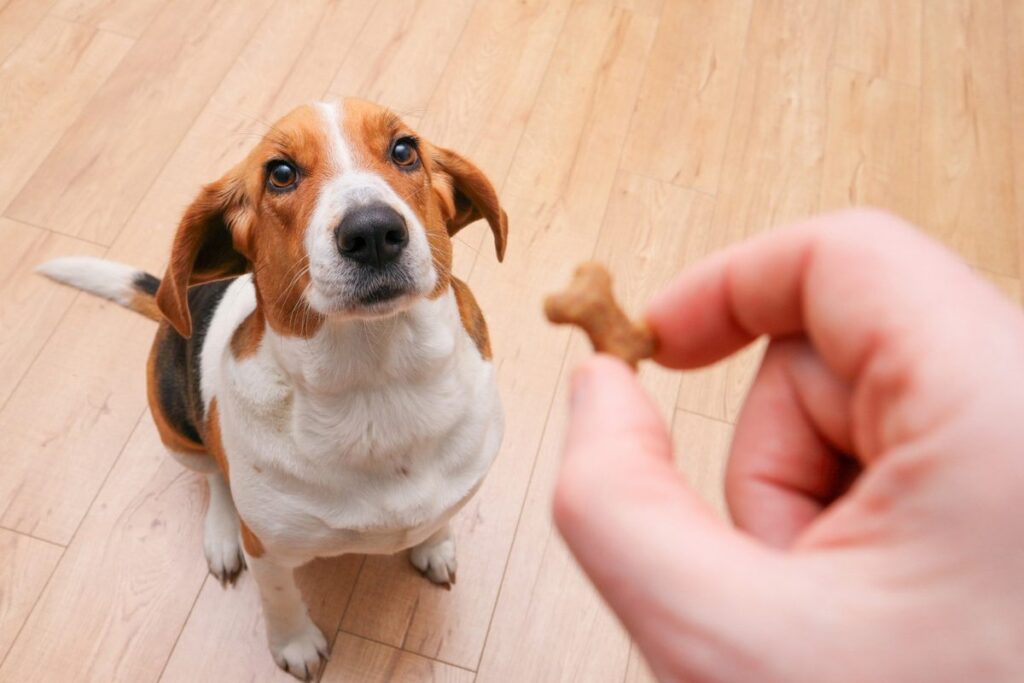 10 Adorable Psychological Tricks Your Dog Uses to Score More