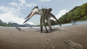 106 Million Year Old Pterosaur Footprints Unearthed in South Korea A Fascinating